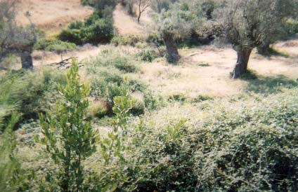 Αποτύπωση και Αξιολόγηση Έργων Επεξεργασίας Υγρών Αποβλήτων µε τη Μέθοδο της Υποεπιφανειακής Τροφοδοσίας Λεκανών µε Φυτική Βλάστηση στην Εύβοια Φωτογραφία 23. Κανάλι συλλογής στη µονάδα του Αγ.