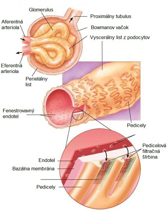 Glomerulárny filter Kapiláry glomerulu sú obalené viscerálnym (vnútorným listom) Bowmanovho vačku, tento viscerálny list tvoria epitelové bunky podocyty.
