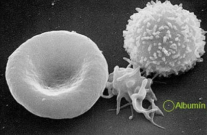 10 000x zväčšené bunky. Zľava: erytrocyt, trombocyt, leukocyt. Priemer erytrocytu je cca 7 µm. V krúžku je albumín, ktorého priemer je cca 15 nm.