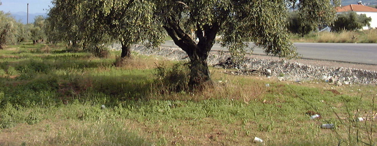 Δ/νση Μελετών Εφαρμογών & Εκπαίδευσης. Νομός - Καλλιέργειες Α. ΕΛΙΕΣ Πίνακας 46. Μέση παραγωγή ανά δένδρο, ανά είδος και ανά Νομό για το έτος 2001& την Μ.Ο.