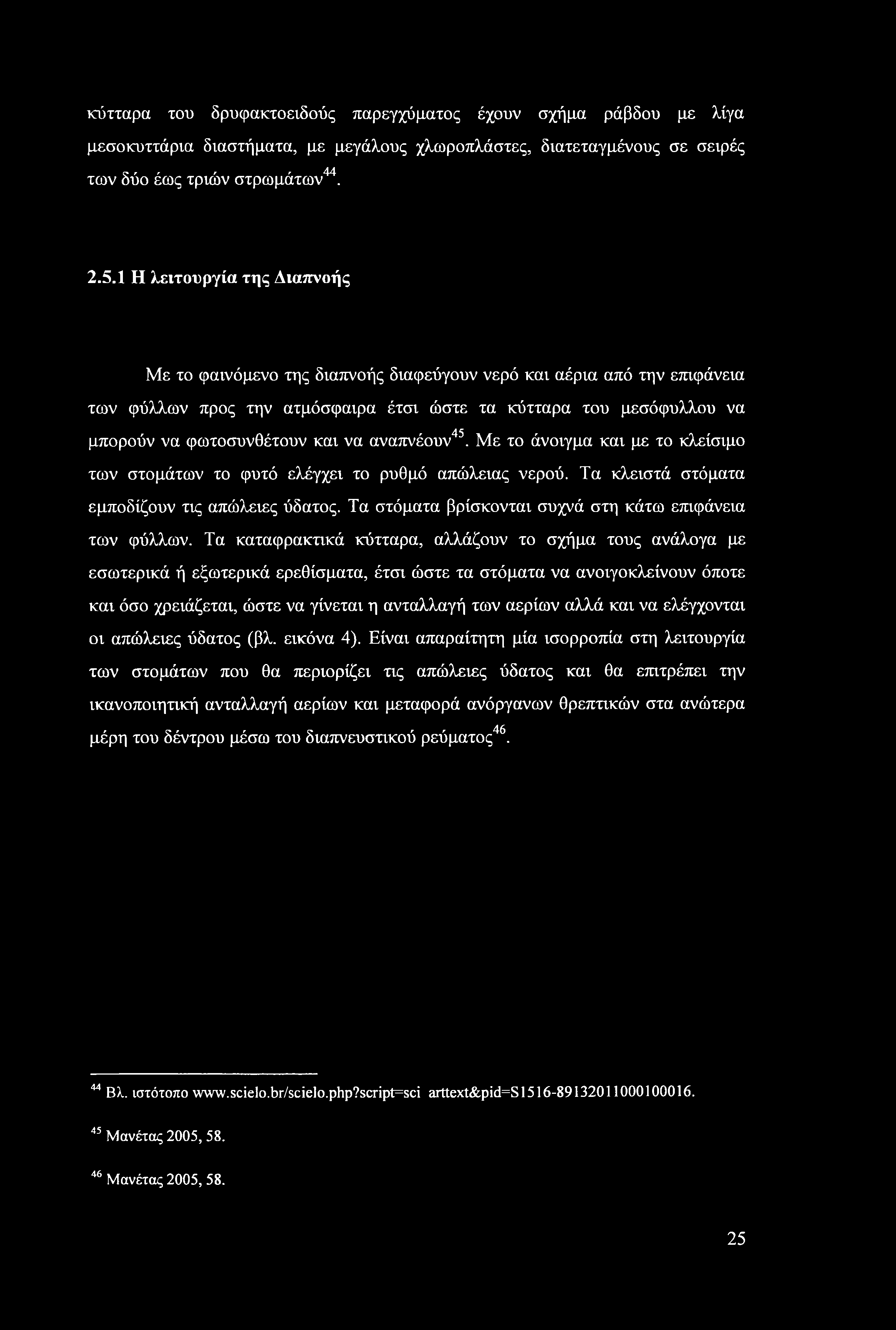 κύτταρα του δρυφακτοειδούς παρεγχύματος έχουν σχήμα ράβδου με λίγα μεσοκυττάρια διαστήματα, με μεγάλους χλωροπλάστες, διατεταγμένους σε σειρές των δύο έως τριών στρωμάτων44. 2.5.