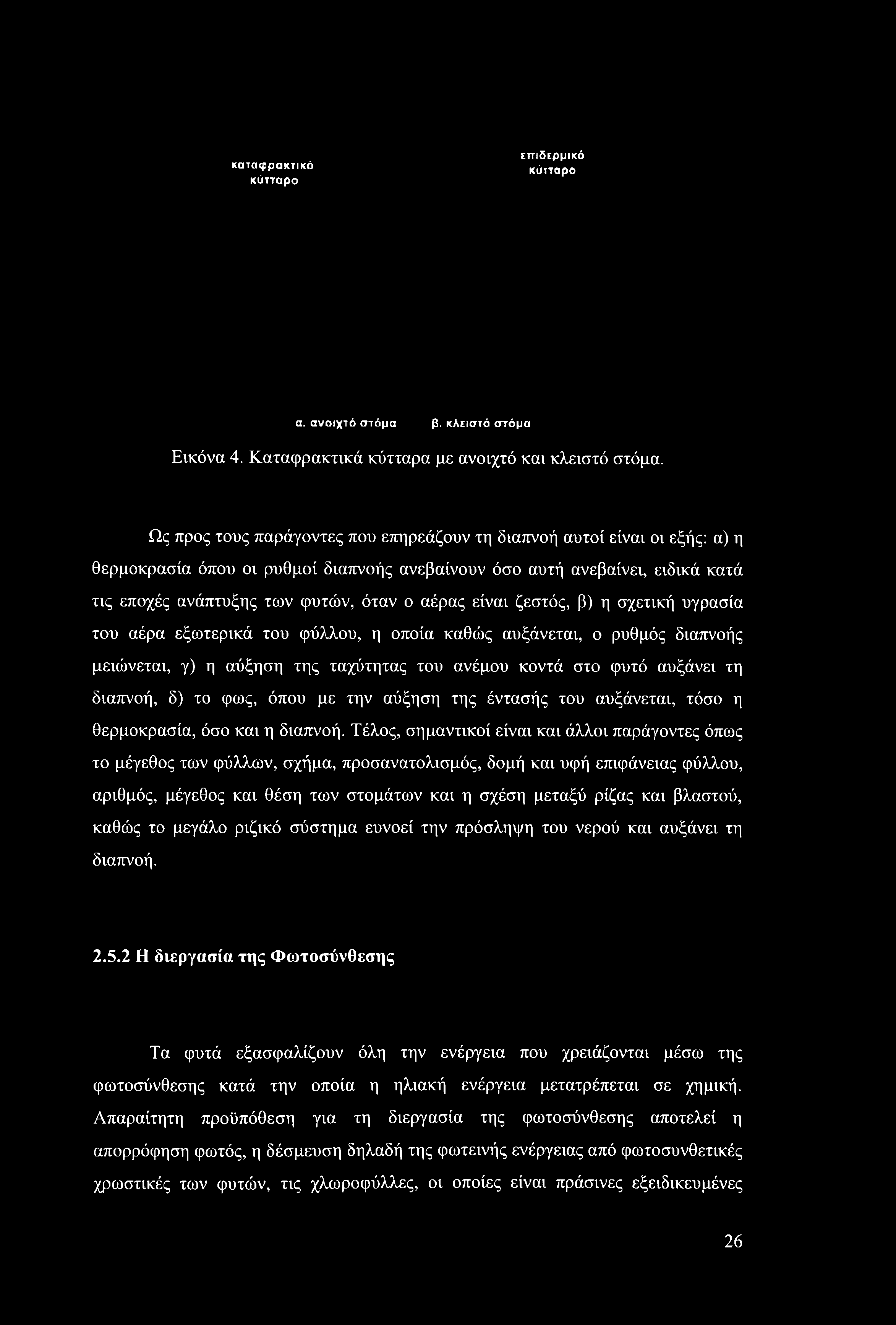 καταφρακτικό κύτταρο επιδερμικό κύτταρο α. ανοιχτό στόμα β. κλειστό στόμα Εικόνα 4. Καταφρακτικά κύτταρα με ανοιχτό και κλειστό στόμα.