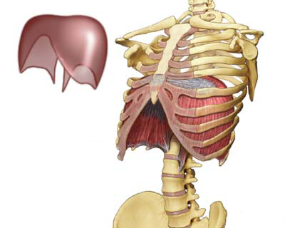 Διάφραγμα: Γεννιόμαστε με μία εισπνοή και πεθαίνουμε με μια εκπνοή Αναπνέουμε περίπου 1.000 φορές την ώρα, περίπου 20.000 φορές το 24ωρο. Κεντρικό ρόλο στο μηχανισμό της αναπνοής παίζει το διάφραγμα.
