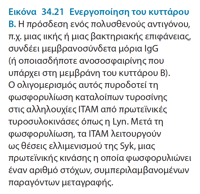 ν νιηγνκεξηζκόο ησλ αληηζσκάησλ πνπ εθθξάδνληαη ζηελ