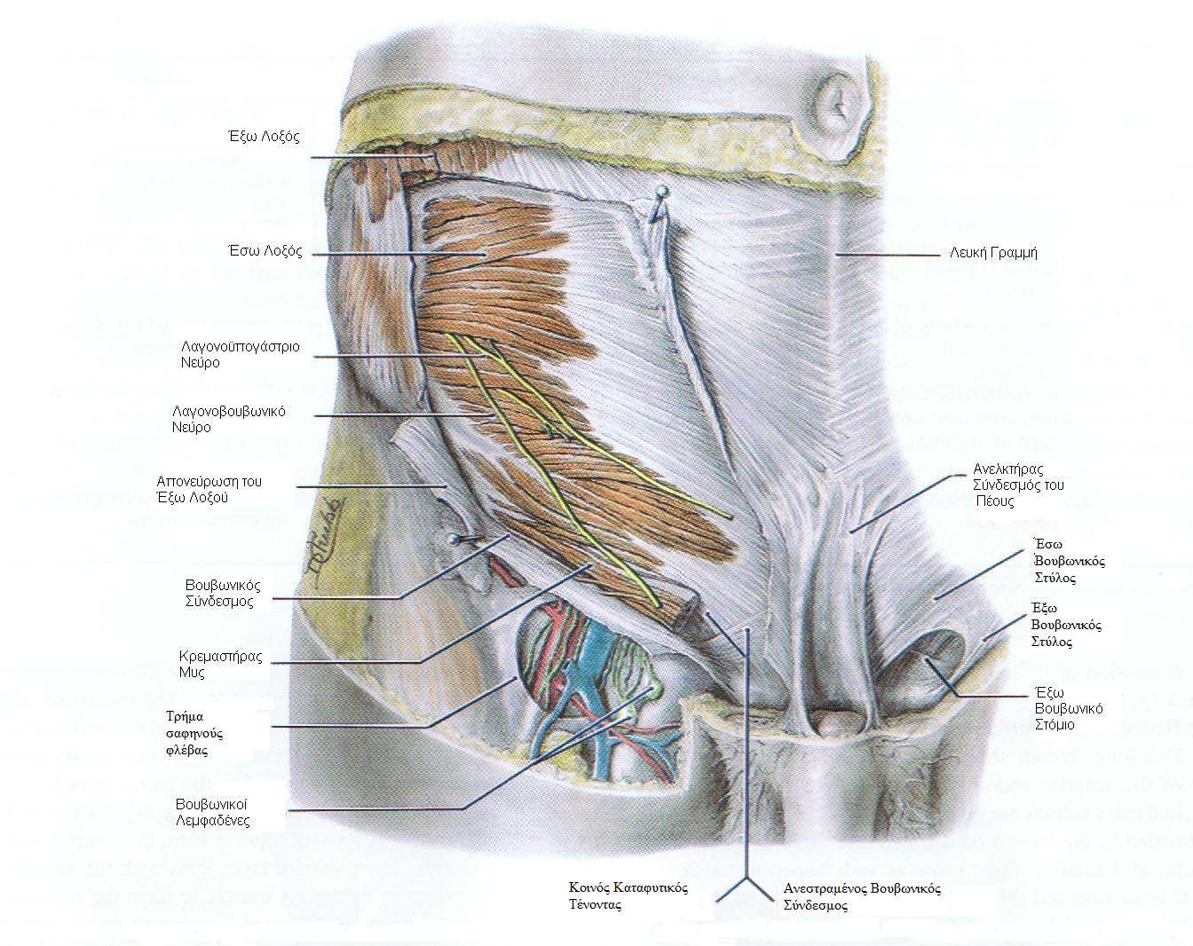 15 Το έδαφος του βουβωνικού πόρου σχηµατίζεται από την άνω επιφάνεια του βουβωνικού συνδέσµου και τον ανεστραµµένο βουβωνικό σύνδεσµο ( Lacunar ligament ή Gimbernat's ligament ).