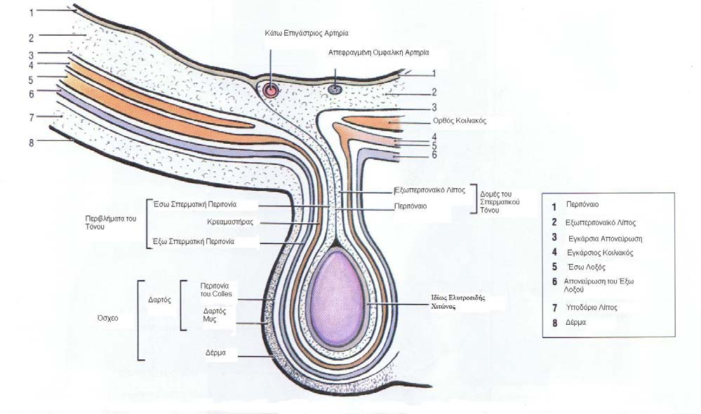 17 1.1.3 Σπερµατικός Τόνος Ο σπερµατικός τόνος, αποτελείται από ανατοµικές δοµές που σχετίζονται µε τον όρχι και τα περιβλήµατά του, τα οποία προέρχονται από το πρόσθιο κοιλιακό τοίχωµα.