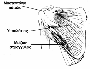ακρολοφία του ελάσσονος βραχιονίου ογκώµατος. Νευρούται από το θωρακορραχιαίο νεύρο (Α 6 -Α 7 ) 50,95. Σχήµα 7. εξιός Ώµος. Πρόσθια Όψη 95.