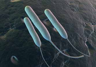 Τα αζυμωτικά βακτήρια συνιστούν ένα ετερογενές σύνολο μικροοργανισμών με κοινό χαρακτηριστικό την αδυναμία αναερόβιας διάσπασης των σακχάρων (ζύμωση).