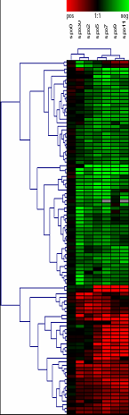 Weighted Pair-Group Centroid Linkage Αυτή η µέθοδος είναι ίδια µε την προηγούµενη µε τη διαφορά ότι στους υπολογισµούς εισάγονται βάρη ούτως ώστε να λαµβάνονται υπόψιν τα διαφορετικά µεγέθη µεταξύ