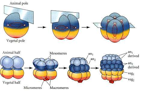 ΕΙΣΑΓΩΓΗ είναι άνιση και έτσι παράγονται τέσσερα μεγάλα κύτταρα, τα μακρομερίδια και τέσσερα μικρότερα τα μικρομερίδια.