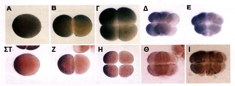 ΕΙΣΑΓΩΓΗ Κατά την αυλάκωση και ξεκινώντας από το στάδιο των δύο κυττάρων, το mrna του SpCOUP-TF συγκεντρώνεται κυρίως στο ένα από τα δύο βλαστομερίδια σε γωνία 90 ο ως προς το επίπεδο αυλάκωσης