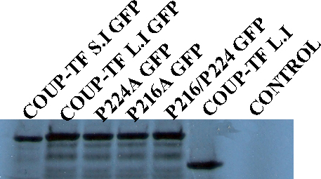 ΑΠΟΤΕΛΕΣΜΑΤΑ 2464Nts, COUP-TF L.I GFP- GFP / GFP:2464Nts (Εικόνα 28). Εικόνα 28. Ανάλυση των in vitro παραχθέντων RNAs σε αποδιατακτικό πήκτωμα αγαρόζης (Δ.