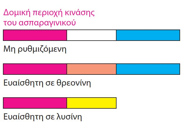 Ενζυμική πολλαπλότητα Ασπαρτικό ασπαρτοκινάση Ασπαρτυλ βφωσφορικό Υπάρχουν τρεις διαφορετικές ασπαρτοκινάσες, ένα χαρακτηριστικό παράδειγμα ενζυμικής πολαπλότητας.