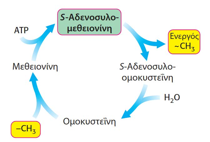 Ενεργοποιημένος