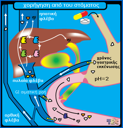 Χορήγηση από του στόµατος Πλεονεκτήµατα Ανώδυνη, εύκολη, χαµηλό κόστος ph, κινητικότητα, επιφάνεια, αιµάτωση Φαρµακοτεχνικές µορφές