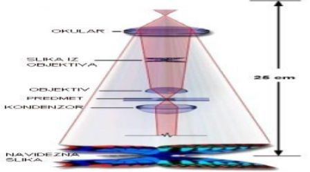 3.Nastanek slike v mikroskopu Najprej leča očesa obrne sliko. Vmesno sliko poveča okular. Nastane navidezna slika na navidezni razdalji 25 cm.