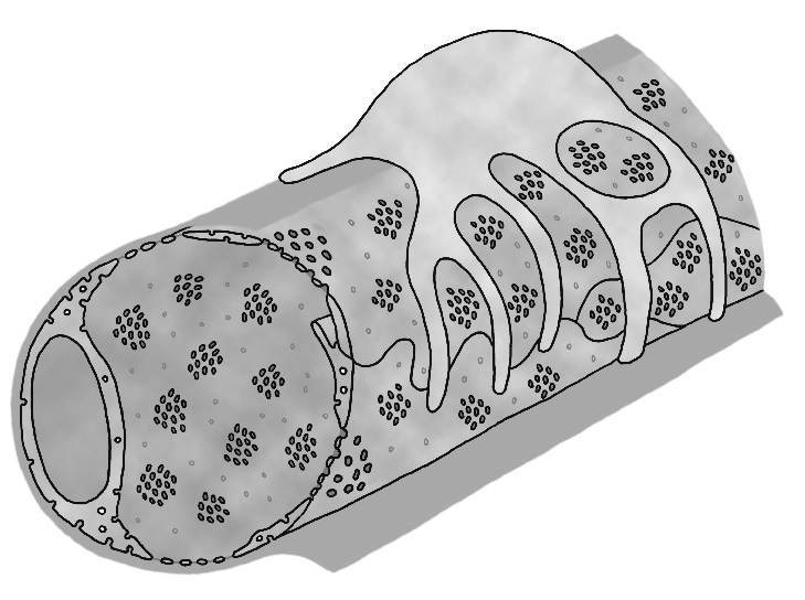 Nada M. Šerban podendotelska lamina endotelska ćelija pericit sitasto polje Slika 1-10. Trodimenzioni prikaz fenestrovanog kapilara endocitotska ulegnuća i kaveoli (Sl. 1-011).