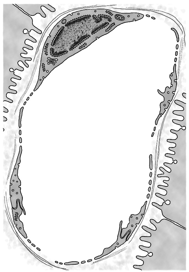 Osnovi histologije radna verzija Sinusoidni kapilar Premda sinusoidni kapilari poseduju mnoge odlike fenestrovanih kapilara, od njih se razlikuju po većem prečniku, nepravilnoj formi i po prisustvu