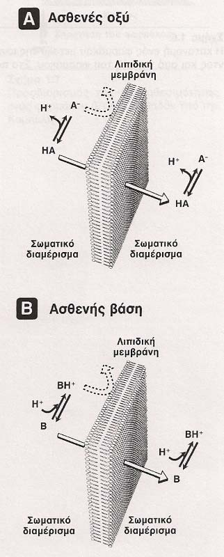 ΣΗΜΑΣΙΑ ΤΟΥ ΙΟΝΙΣΜΟΥ ιάχυση της µη ιονισµένης µορφής ασθενούς οξέος (Α) και ασθενούς βάσης (Β) διαµέσου λιπιδικής µεµβράνης.