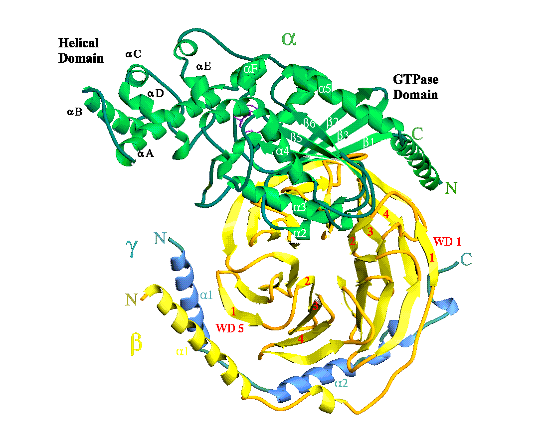 Heterotrimeric G Proteins α subunit The a Subunits Bind and Hydrolyze GTP Exchange Factors are Heptahelical Receptors GTPase Activating Proteins are