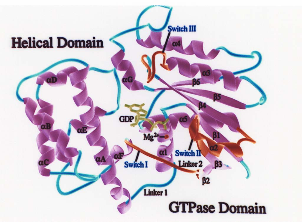 GTP-Dependent Conformational