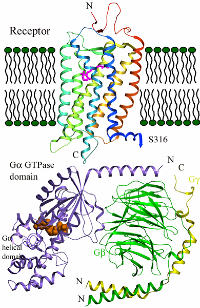 Specificity of G protein signaling A Neurotransmitters Hormones Chemokines Sensory Signals Local modulators 23 a subunits α Effectors αs Adenylyl Cyclase αi ΑC inhibition αq Phospholipase C αt cgmp