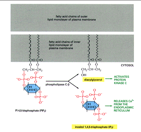 Gq-coupled Receptors Regulate the Phospholipase C Pathway [Ca] i maintained very low (~50nM).