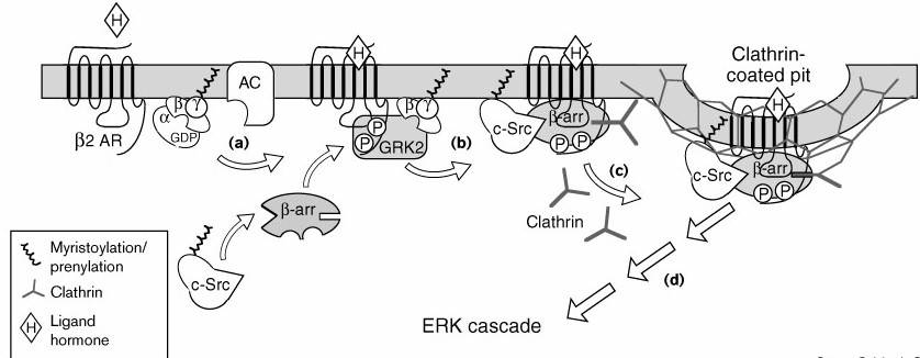 Molecular mechanisms of desensitization and downregulation 1. Phosphorylation 2. Arrestin binding } 3.