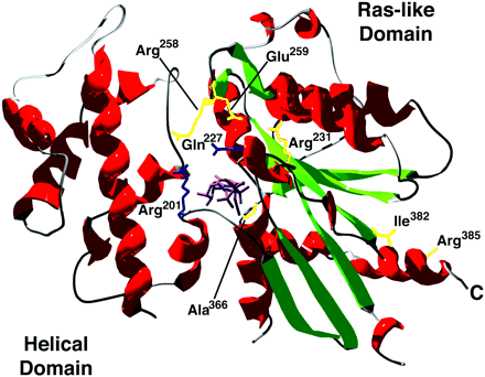 Diseases caused by mutations or modifications of G proteins Pathologic organisms: cholera toxin ADP-ribosylates Gsa, blocking GTPase activity pertussis toxin ADP-ribosylates Gia, blocking GTPase