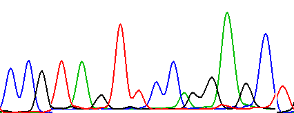 Α. D102D G138G A165A E167D R202R (T>C) (G>A) (C>A) (G>A) Β. R314R (C>T) Γ. E474E Q476Q F479L D510D (G>A) (G>A) (T>C). IVS6 (C>T) Ε. P588P (G>A) Εικόνα 16. Ανάλυση Πρωτοταγούς Αλληλουχίας του γονιδίου.