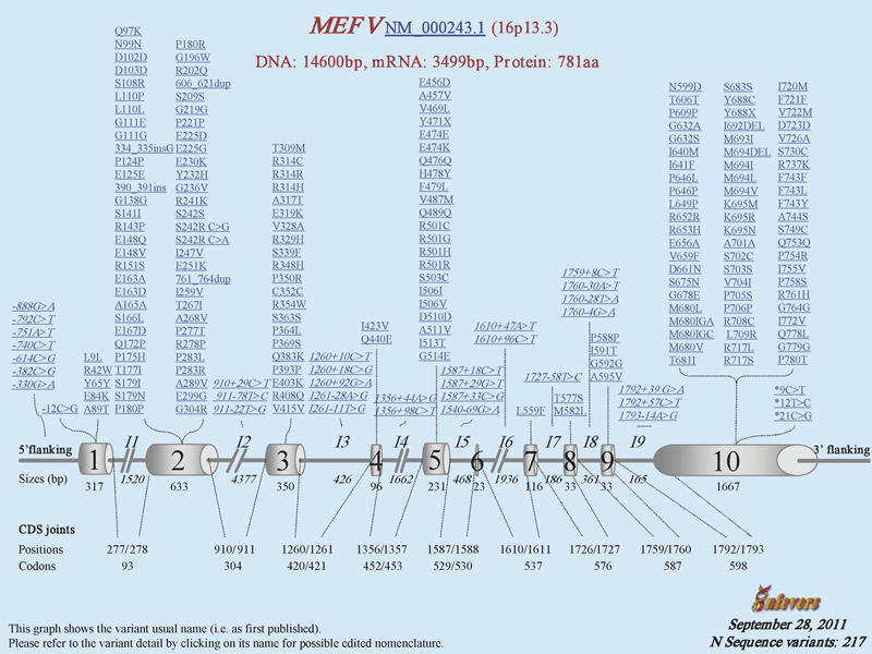 Infevers: an online database for autoinflammatory mutations. Copyright. Available at http://fmf.igh.cnrs.