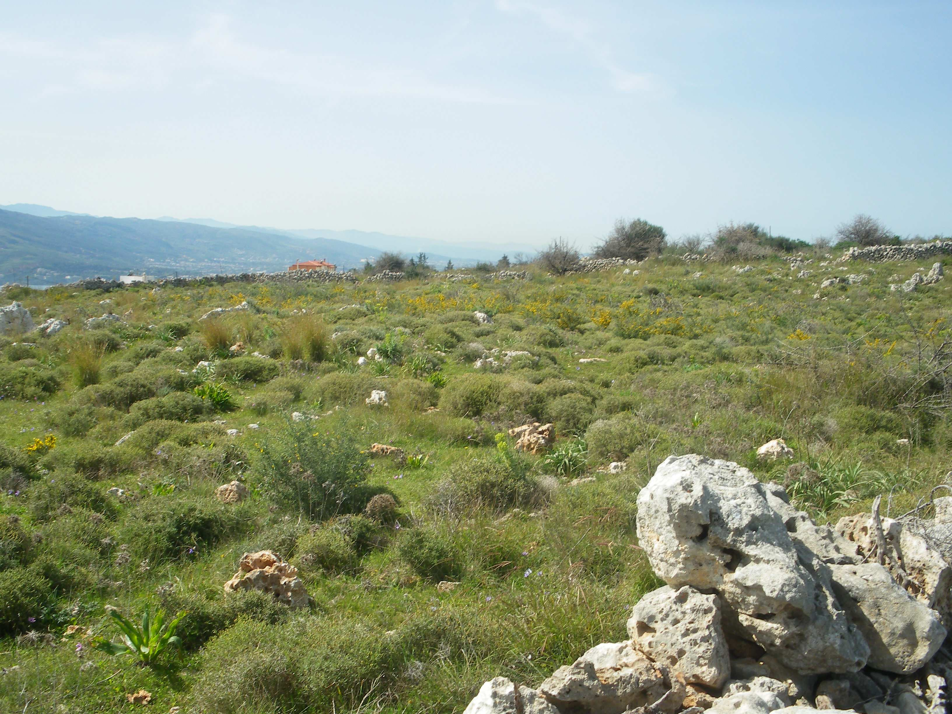 Γεωτεχνικός χαρακτηρισµός υπεδάφους µε τη χρήση γεωφυσικών µεθόδων Στα βόρεια της περιοχής διέρχεται ένα κανονικό ρήγµα διεύθυνσης Β -ΝΑ, ενώ το νότιο τµήµα της περιοχής οριοθετείται από ένα επίσης