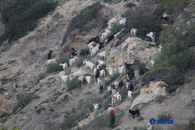 Εικόνα 20: Πρόβατα ελευθέρας βοσκής στους βοσκοτόπους της Ορεινής Νάξου