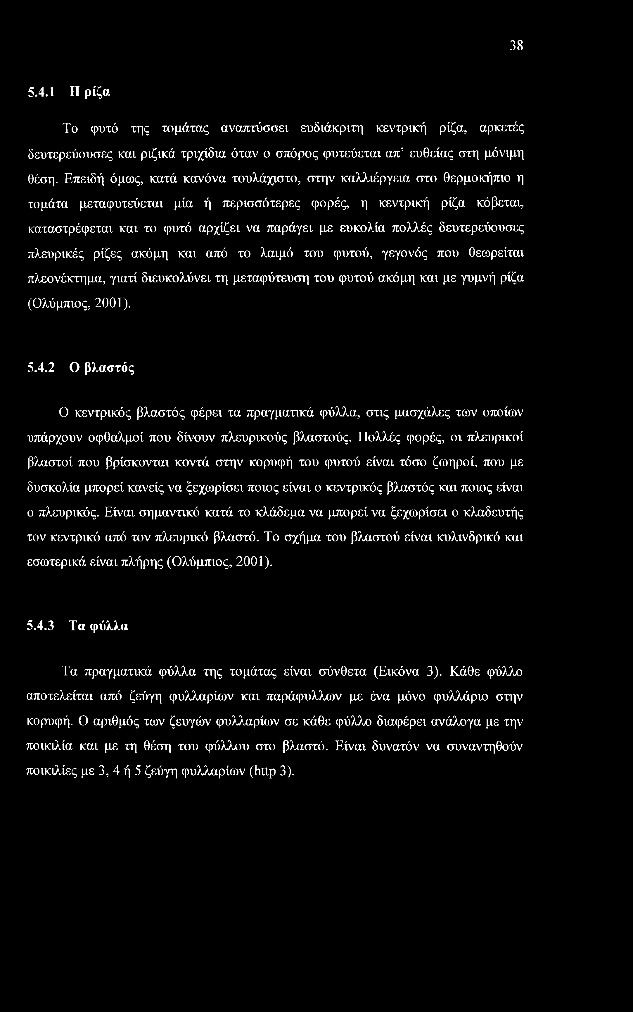 38 5.4.1 Η ρίζα Το φυτό της τομάτας αναπτύσσει ευδιάκριτη κεντρική ρίζα, αρκετές δευτερεύουσες και ριζικά τριχίδια όταν ο σπόρος φυτεύεται απ ευθείας στη μόνιμη θέση.