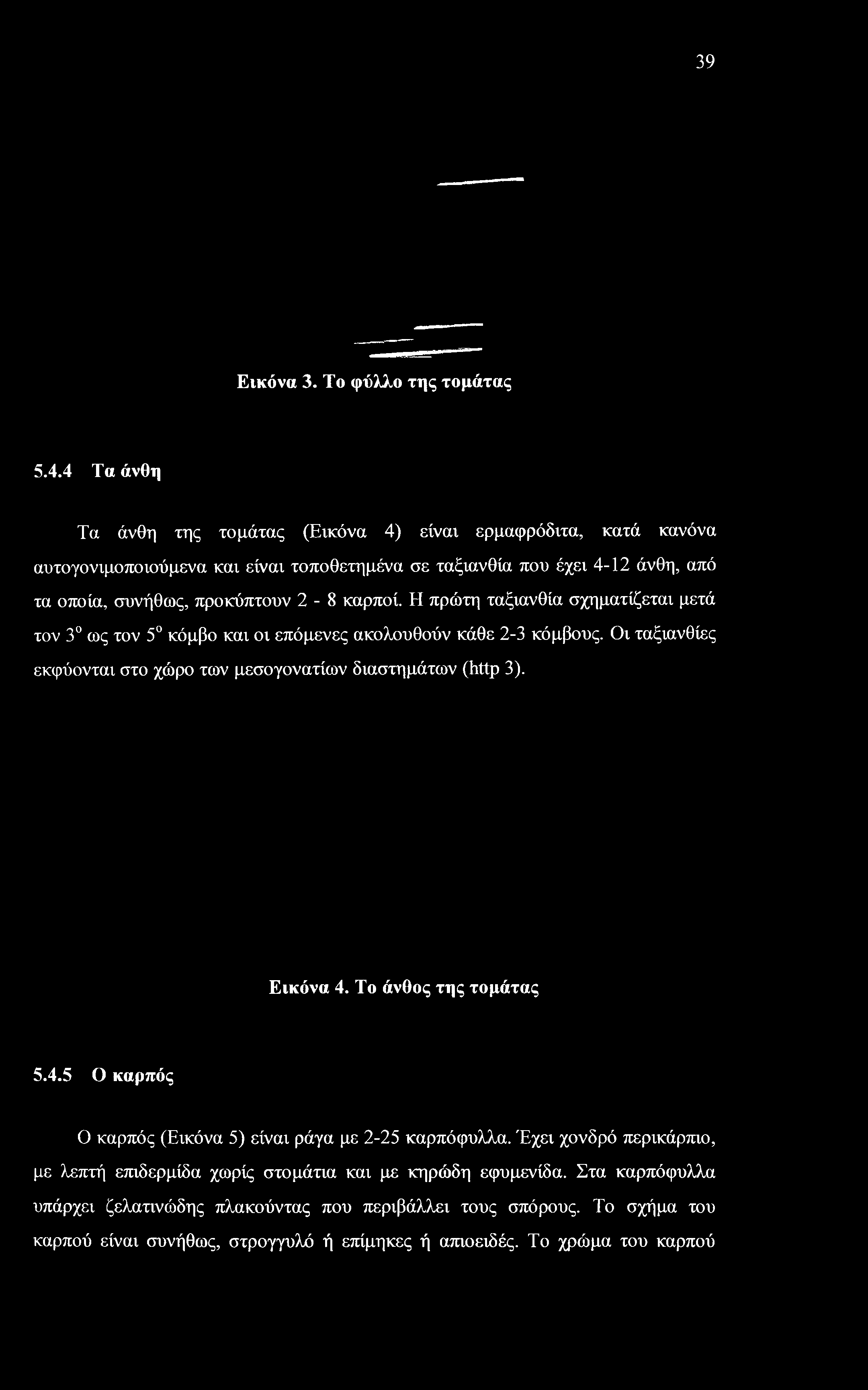 39 Εικόνα 3. Το φύλλο της τομάτας 5.4.