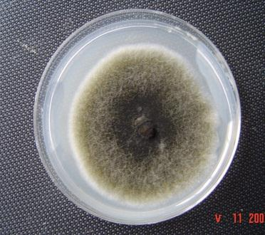 243 42 Penicillium sp. ان هذه النتائج تشير الى ان بكتريا.R leguminosarum عملت على تثبيط نمو معظم الفطريات قيد الد ارسة وبشكل كبيرة مقارنة بمعاملة السيطرة.