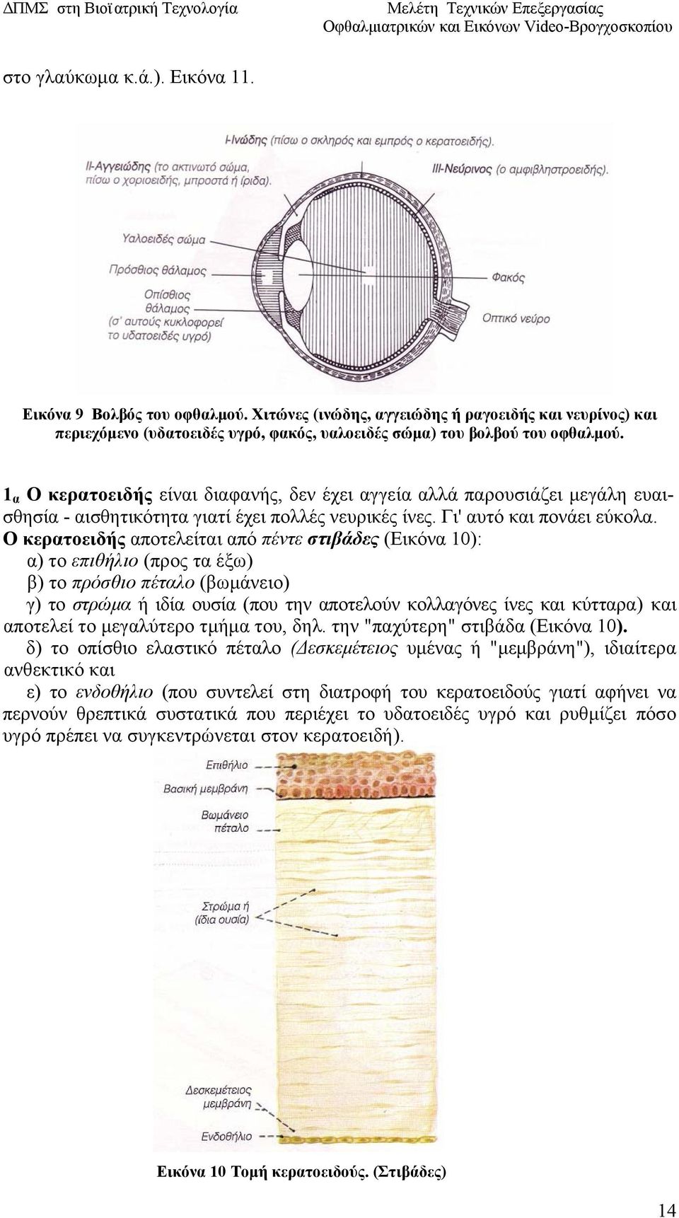 Ο κερατοειδής αποτελείται από πέντε στιβάδες (Εικόνα 10): α) το επιθήλιο (προς τα έξω) β) το πρόσθιο πέταλο (βωμάνειο) γ) το στρώμα ή ιδία ουσία (που την αποτελούν κολλαγόνες ίνες και κύτταρα) και