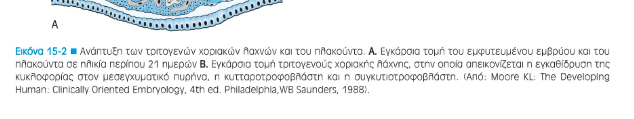 Χοριακές λάχνες -προέρχονται από την τροφοβλάστη (εξωεμβρυικό τμήμα της βλαστοκύστης) -τροφοβλάστη 1. κυτταροτροφοβλάστη και 2.