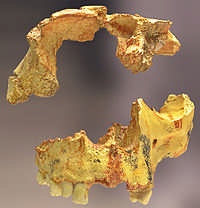Homo antecessor Ο Ηomo antecessor ειναι ενα ανθρωπινο ειδος που χρονολογειται απο 1,2-800,000 χρονια πριν. Ανακαλυφθηκε απο τον Eudald Carbonell, τον Huan Luis Arsuaga και τον JM Bermudez de Castro.