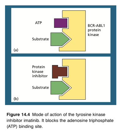 Tyrosine kinase inhibitors (TKIs) 22 l Imatinib