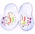 (α) (β) (γ) 5 Εικόνα 8 (δ) (ε) Μίτωση ζωικού κυττάρου (α) μεσόφαση, (β) πρόφαση, (γ) μετάφαση (δ) ανάφαση, (ε) τελόφαση Πίνακας 1 Σύγκριση μίτωσης σε ζωικό και σε φυτικό κύτταρο Ζωϊκό κύτταρο 1.