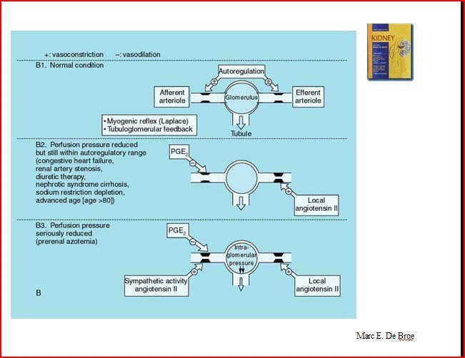 α-μεα και ARB In Hypoperfusion: at MAP < 80 mmhg - maximum dilatation at a