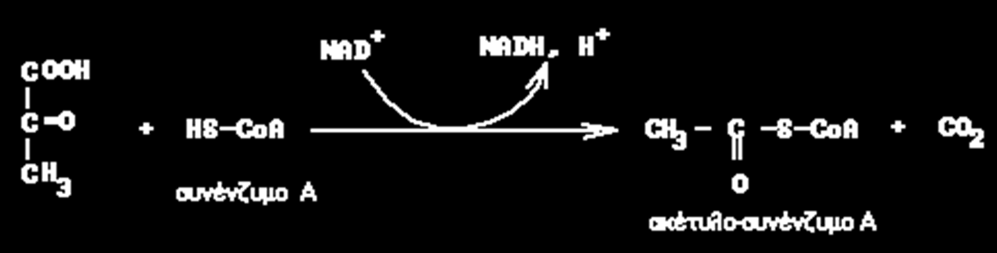 2. Μετατροπή του πυροσταφυλικού οξέος σε ακέτυλοσυνένζυμο A (CoA) (γίνεται στα μιτοχόνδρια ).