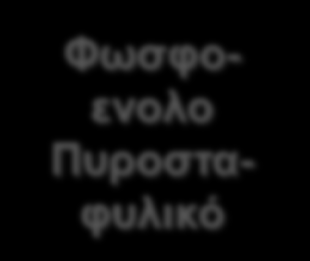 3 ο Στάδιο ΓΛΥΚΟΛΥΣΗ H O O P O 3 2-1 C C 2 O H C H 2 O P O 2-3 3 1, 3- Διφοσφω γλυκερικό Κινάση φωσφογλυκερικού ADP ATP O O - C 1 C 2 3 C H 3 Πυροσταφυλικό O O - O O - C Μουτάση 1 C C φωσφογλυκερικού