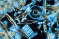 Πρώτιστα 2-1000 μm φωτοαυτότροφα μονήρη κύτταρα, αποικίες ή αλυσίδες περίβλημα από διοξείδιο του πυριτίου (SiO