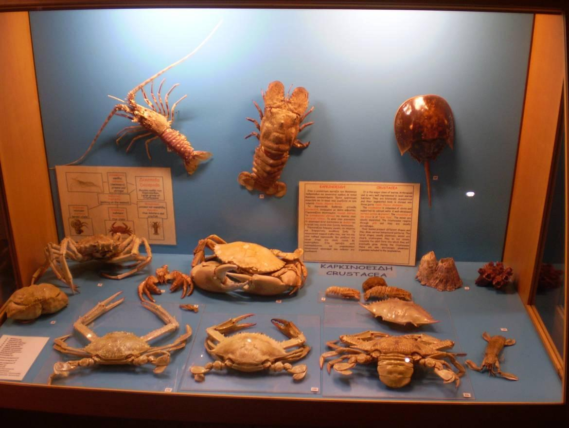 Εικόνα: 5.1.8 Εικόνα Μουσείου: Διάφορα είδη - Μεγέθη από Εχινόδερμα.