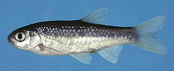 Εικόνα: 5.1.2.1 Γκιζάνι (Ladigesocypris ghigii), ένα απειλούμενο είδος ψαριού, ενδημικό των γλυκών νερών της Ρόδου. (Προσωπικό αρχείο) Εικόνα: 5.1.2.2 Γκιζάνι (Ladigesocypris ghigii) (Προσωπικό αρχείο) 5.
