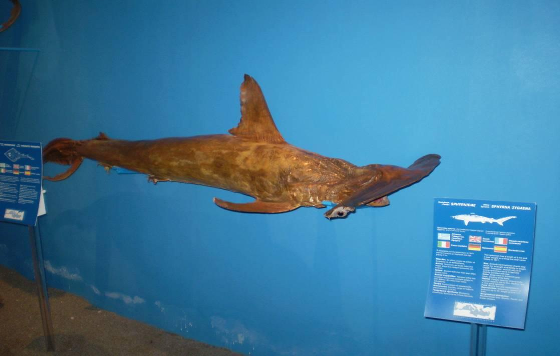 Οικογένεια: Sphyrnidae Είδος: Sphyrna zygaena (Σφυροκέφαλος) Εικόνα: 5.1.3.4 Sphyrna zygaena (Προσωπικό αρχείο) Ο καρχαρίας αυτός ψαρεύτηκε το 1971 κοντά στη Λέρο με παραγάδι και έχει μήκος 2,1m.