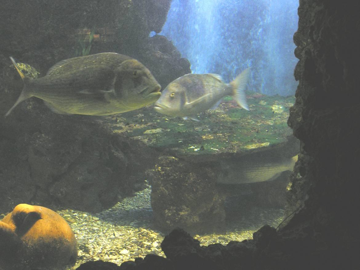 Οικογένεια: Σπαρίδες (Sparidae) Εικόνα: 5.2.1.26 Συναγρίδα (Dentex dentex ) Το μεγαλύτερο επίσημα δημοσιευμένο ψάρι είχε μέγεθος 1 μέτρου και ζύγιζε σχεδόν 15 κιλά.