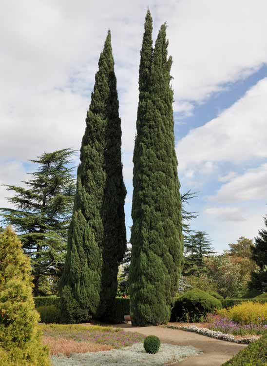 Cupressus sempervirens stricta Κυπαρίσσι ποικ.